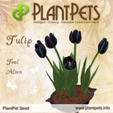 PlantPet Seed [Tulip *Teal Alien*]