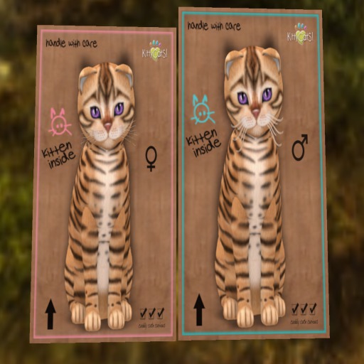 Toyger Tan Grape Ice Pair 2