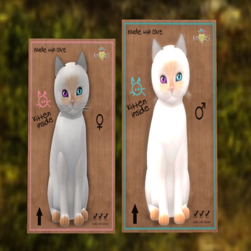 Siamese Flame Odyssey Carnival Pair