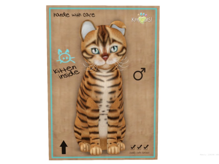 KittyCatS Box - 7 T - Toyger - Caramel