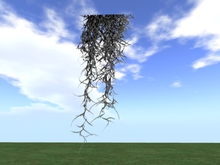 TM Spanish_Moss