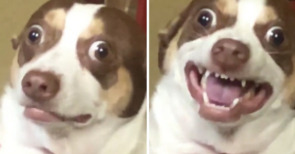 [ED] Mr Bubz Gestures