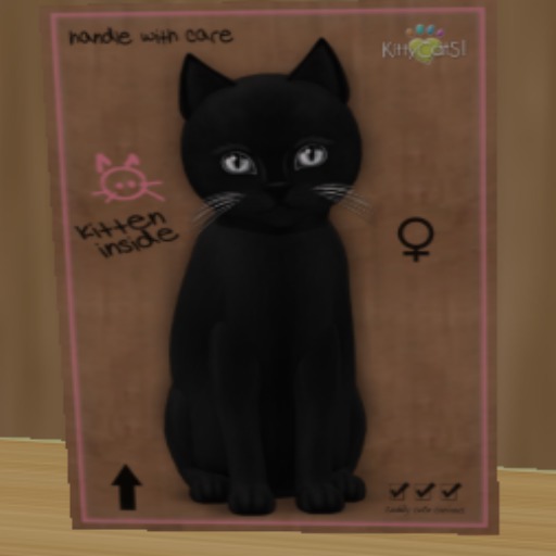 KittyCatS Box - New Born Kitten