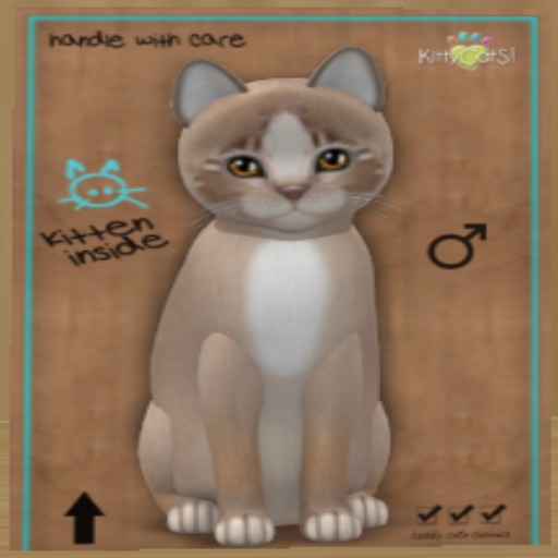 KittyCatS Box - New Born Kitten