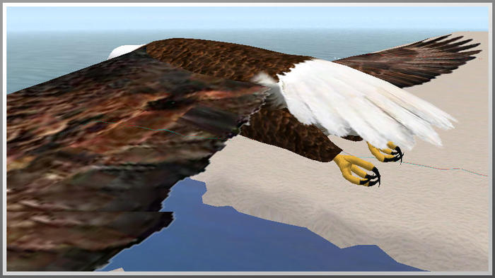 19016 soaring bald eagle 2