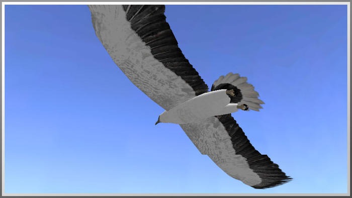 Segelnder australischer Seeadler