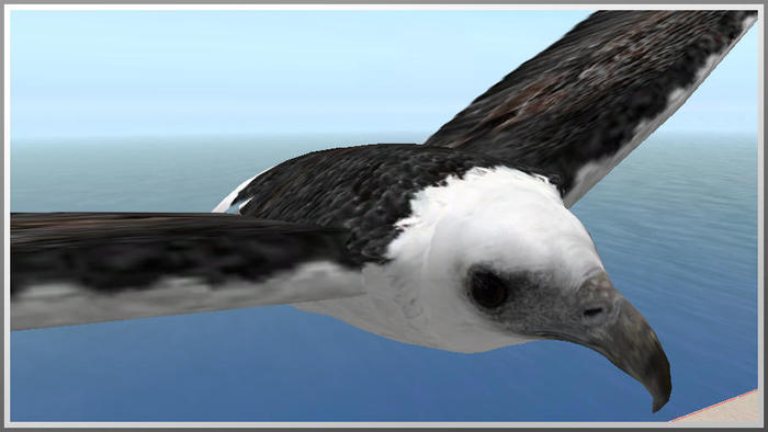 41016 soaring sea eagle 2