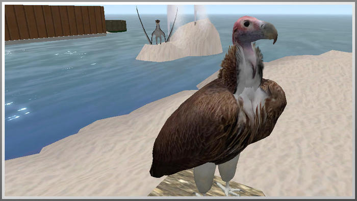 sitting nubia vulture
