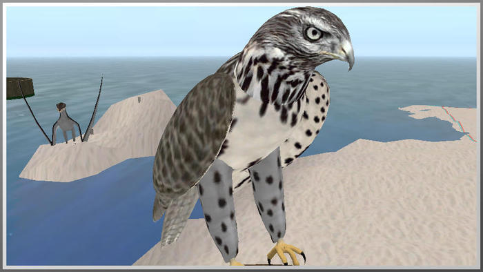31024 sitting gray hawk 2