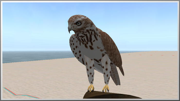 31034 sitting brown hawk 2