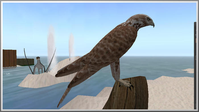 31014 sitting brown hawk