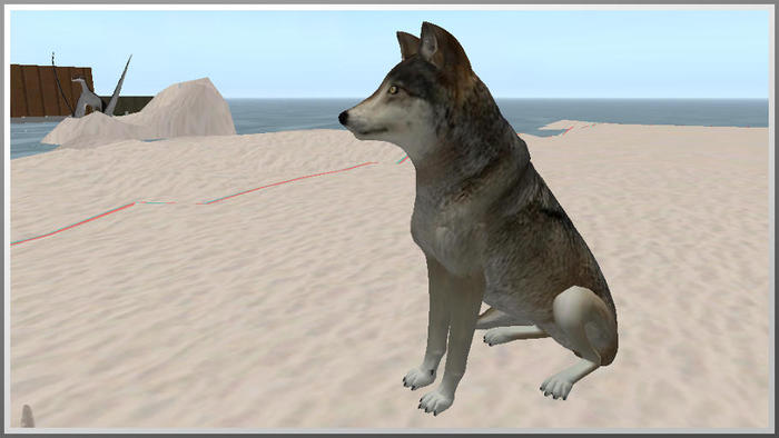 62002 sitting gray wolf