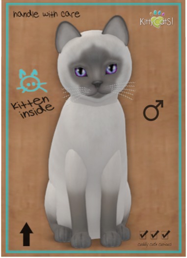 KittyCatS Box - Siamese - Blue