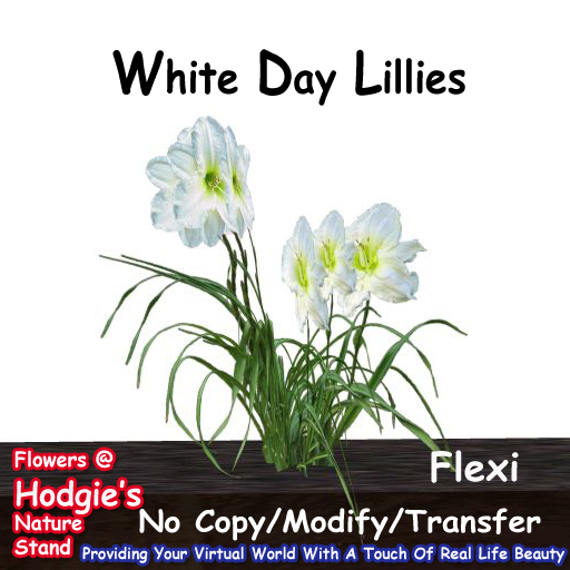 Hodgie's Flowers & Plants  --  Daylilly (White) Flexi Plant