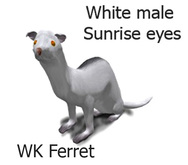 WK Ferret