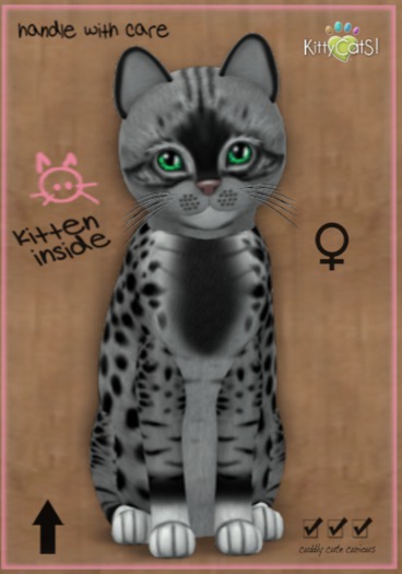 KittyCatS Box - New Born Kitten