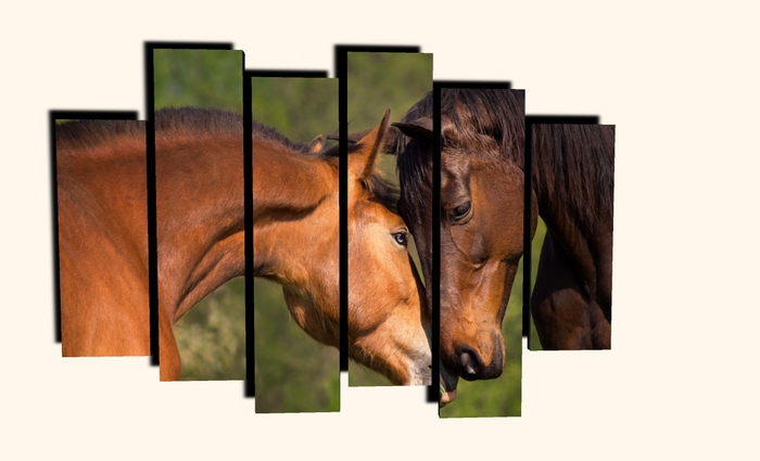 6 PICTURE FRAME HORSES COLLECTION