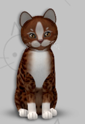KittyCatS Box - Genesis Ginger II/1T/Female