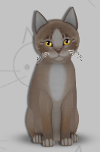 KittyCatS Box - Genesis Mocha II/4T/Female/Foxie