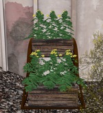 Tams - Wagon Wheel Box Planter - Yellow Celandine