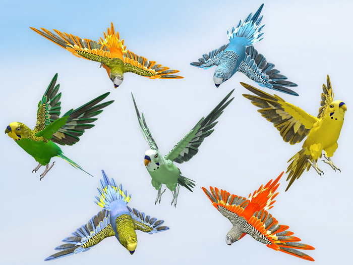 Parakeet's set box (WEAR)