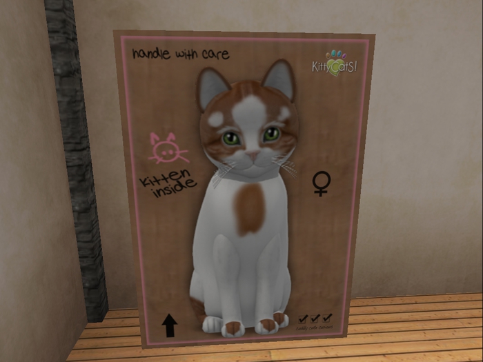 KittyCatS Box - New Born Kitten