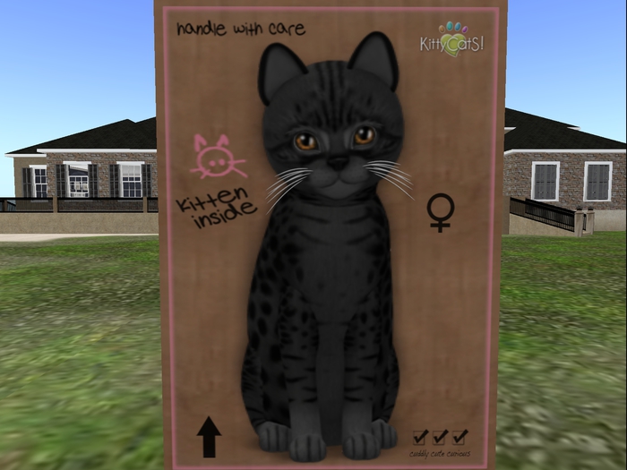 KittyCatS Box - New Born Kitten