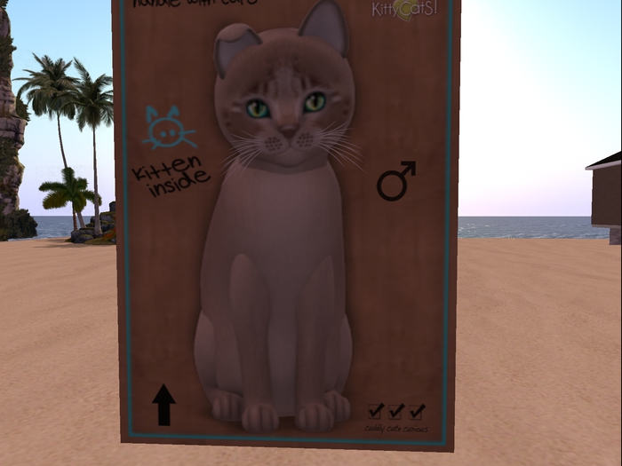 KittyCatS Box - New Born Kitten