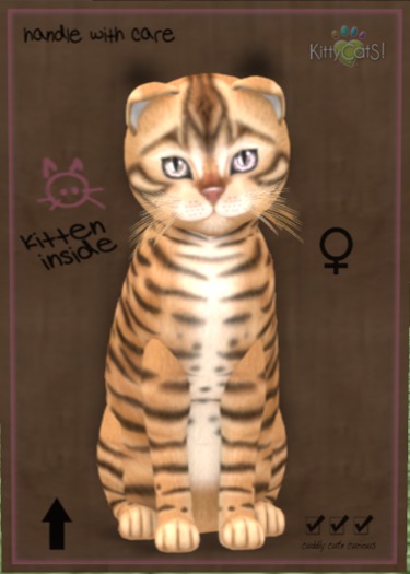 KittyCatS Box - New Born Kitten