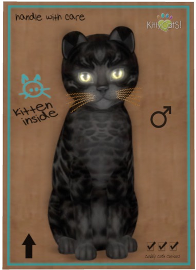 KittyCatS Box - Bengal - Black