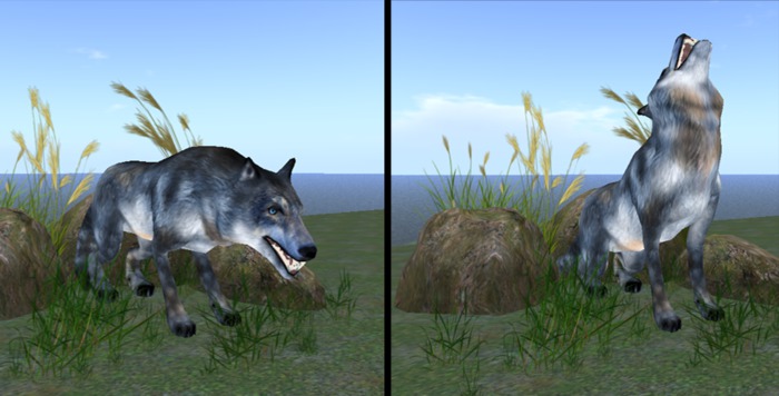 Animated Howling Wolf (Gray) in a Naturalized Scene