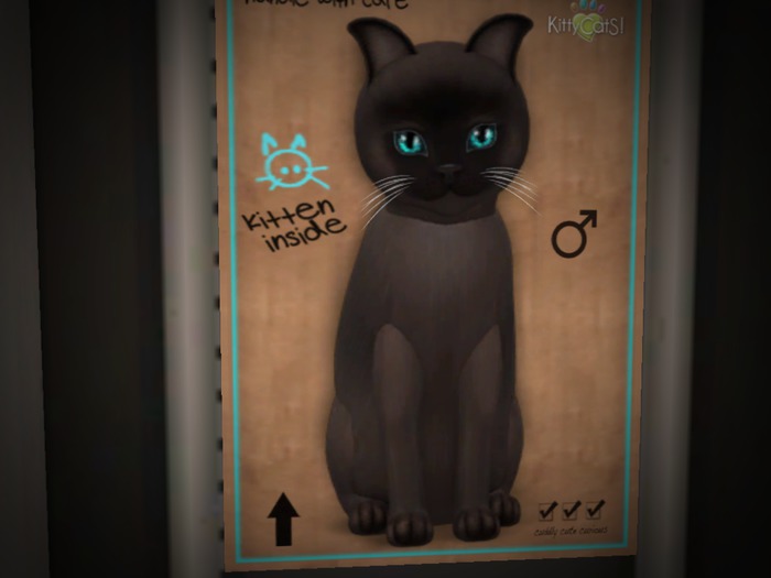 KittyCatS Box - New Born Kitten