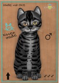 KittyCatS Box - Toyger - Coal