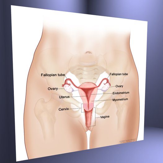 Second Life Marketplace Maruti Textures Female Reproductive System Medical Drawing Texture Full Perm