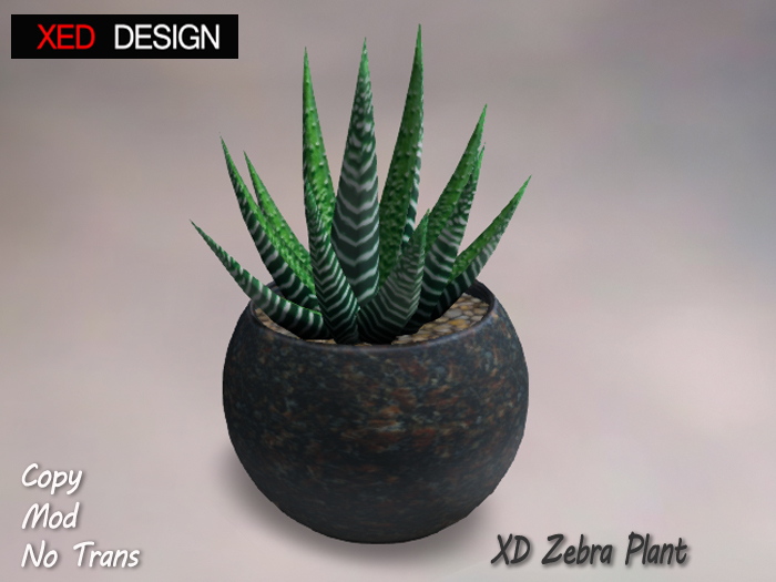 XD Zebra Plant