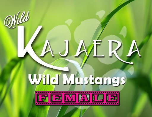 WK Mustang.