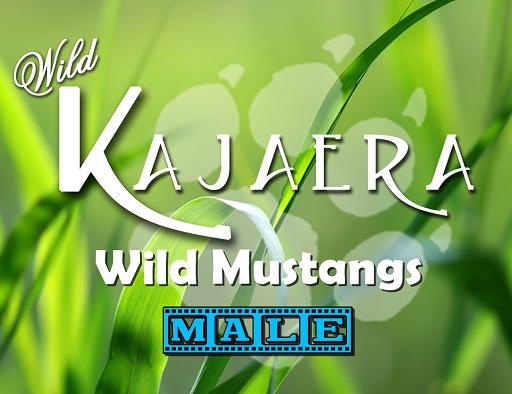WK Mustang