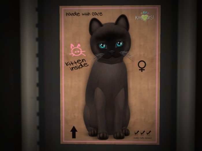 A witch's cat, female, fur burmese sable, by kittycats