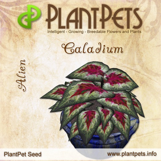 PlantPet Seed [Caladium *Alien*]