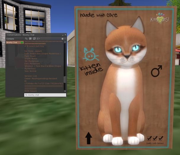 KittyCatS Box - 9t beach bum boy