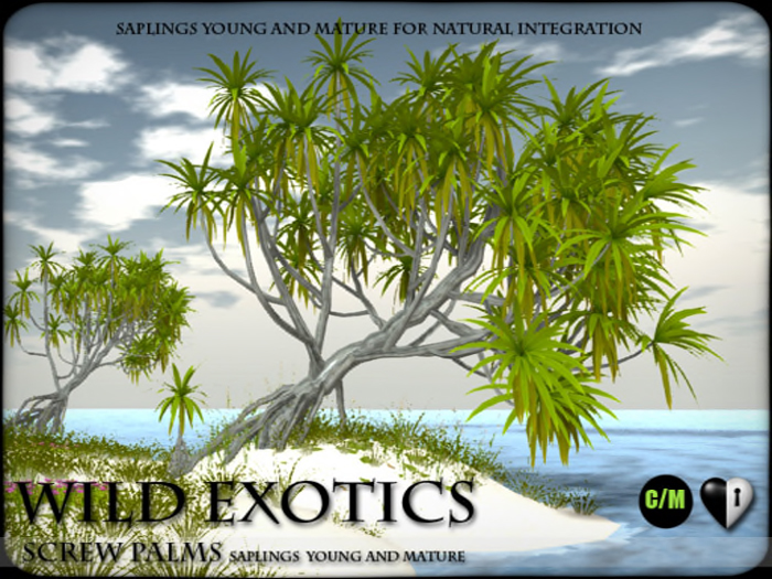 Heart - Wild Exotics - Screw Palms