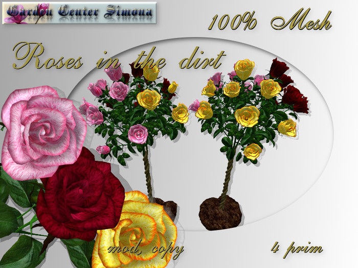 Tree roses 3 colors in dirt, Red, Yellow, Rose_006S_8