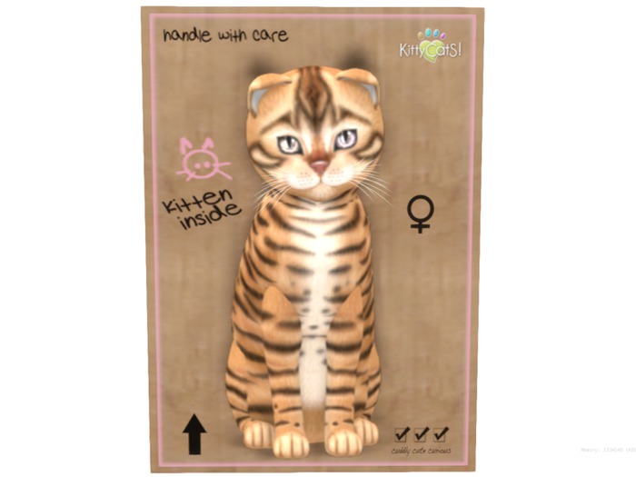KittyCatS Box - 9 T - F - Toyger - Tan