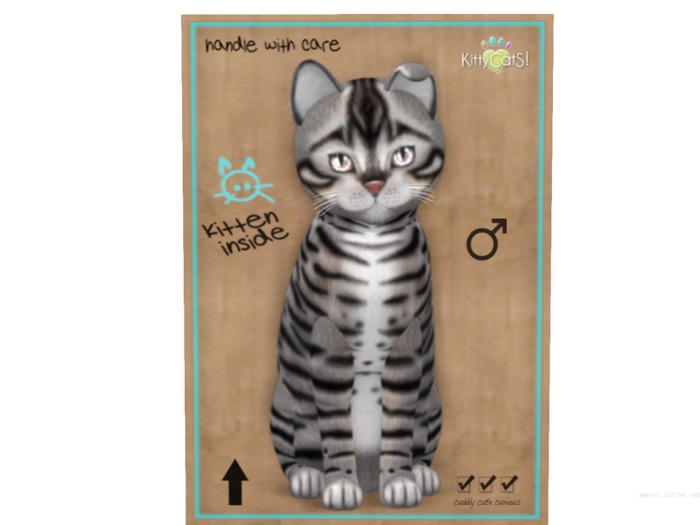 KittyCatS Box - 8 T - M - Toyger - Silver