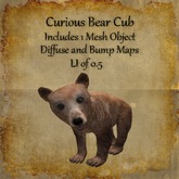 Bad Katz Curious Bear Cub