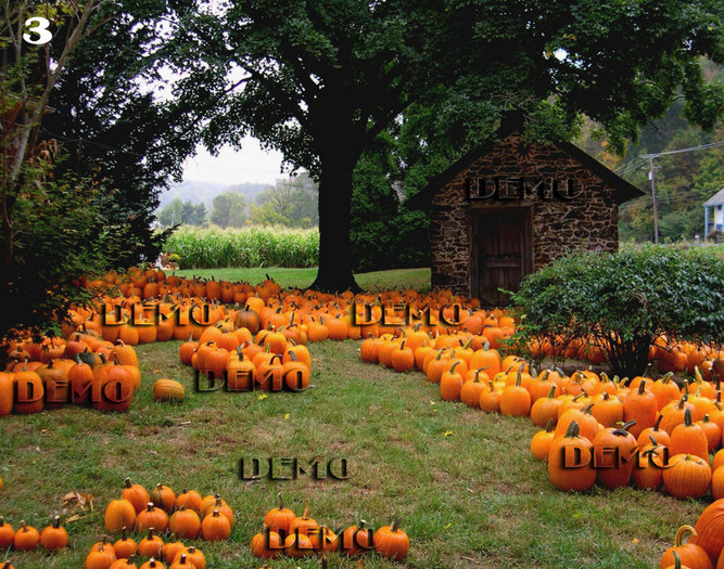 pumpkin 3