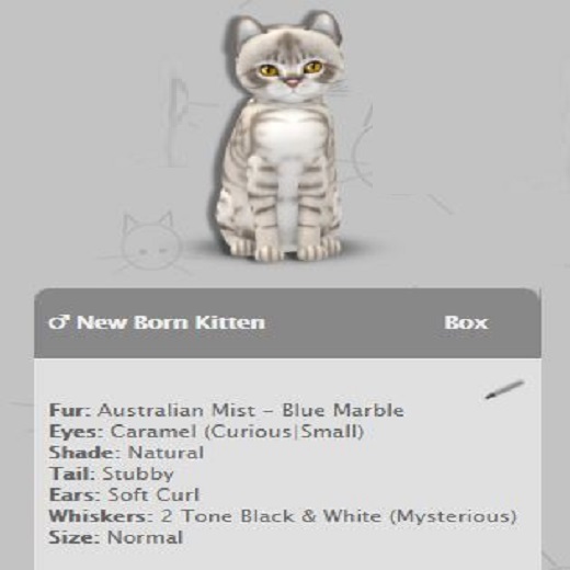 KittyCatS Box - New Born Kitten