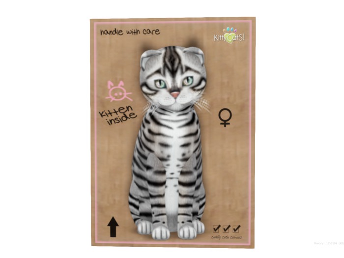KittyCatS Box - 9 T - M - Toyger - Silver
