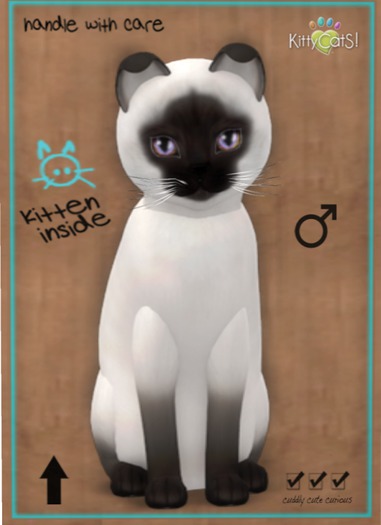 KittyCatS Box - Siamese - Chocolate
