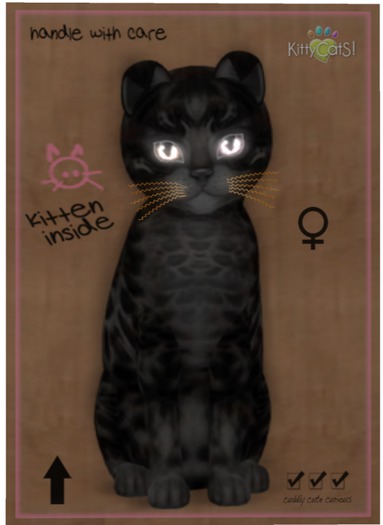 KittyCatS Box - Bengal - Black